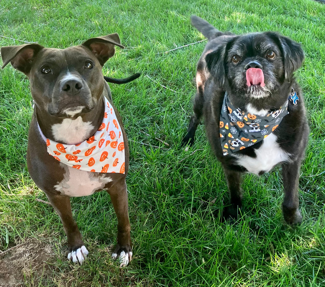 Puppy halloween