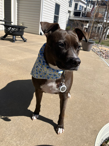 Blue with sunflowers and paws